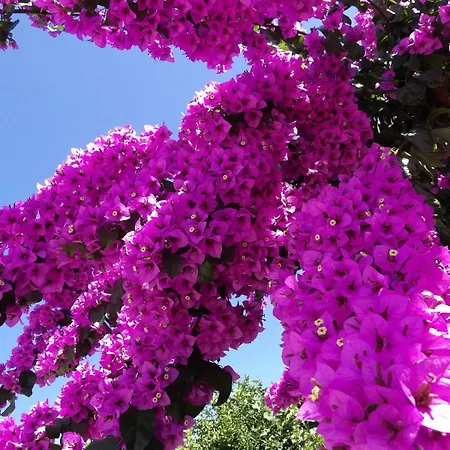 Daniela * Zavalatica